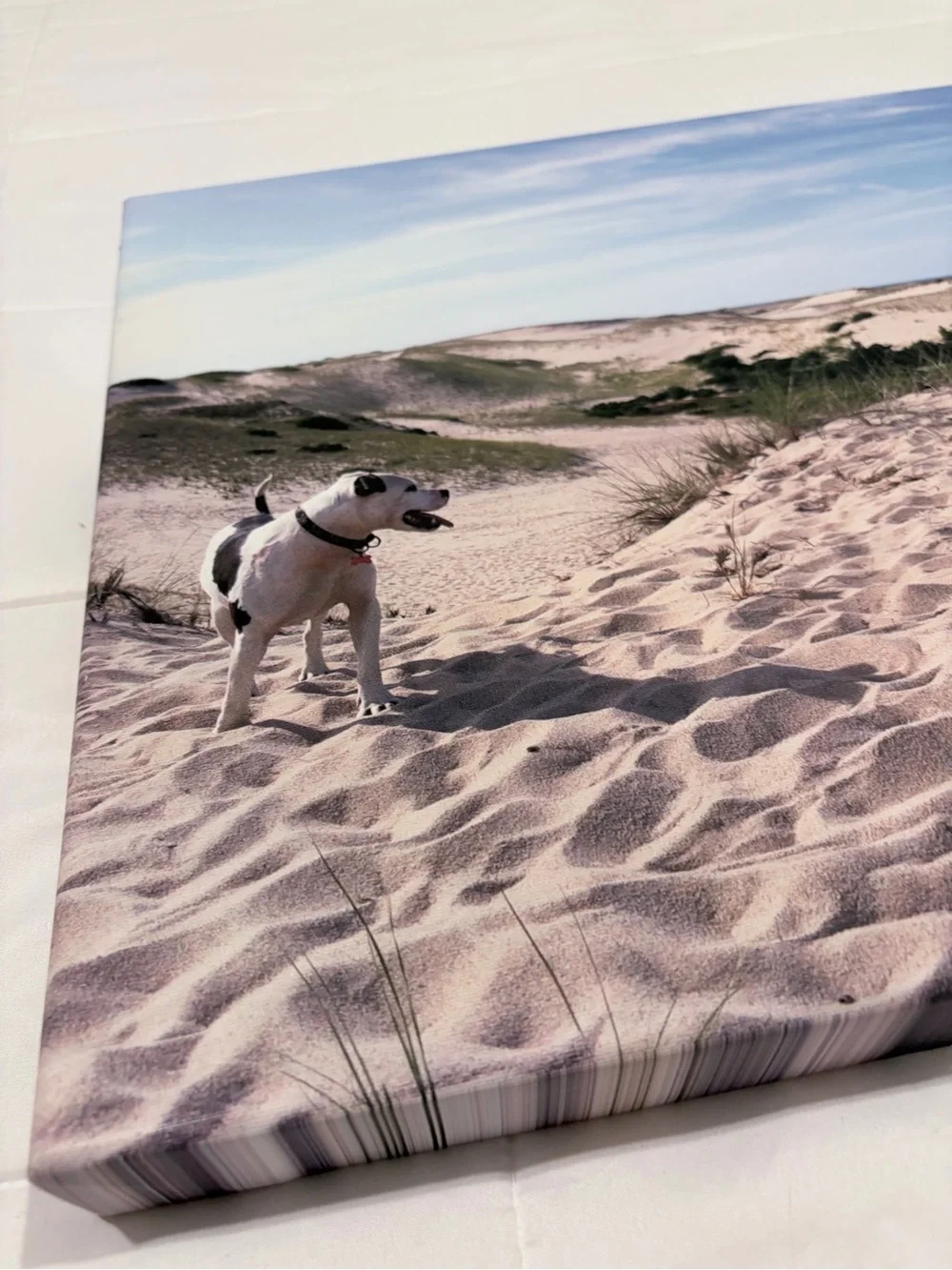 20” x 16” Canvas Wall Art – Dog in Sand Dunes
